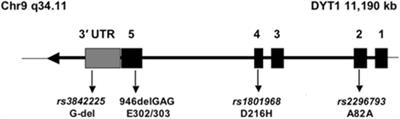 Unmet Needs in Dystonia: Genetics and Molecular Biology—How Many Dystonias?